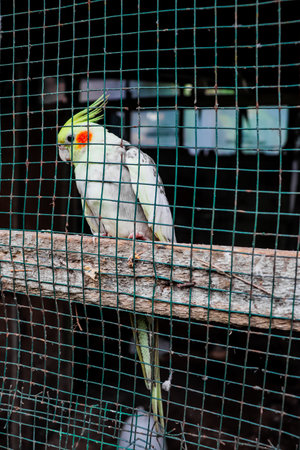 Cockatiel parrot in a cage at the zoo.の写真素材