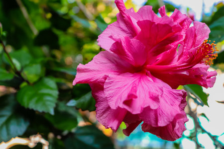 Pink hibiscus flower with green leaves background, Thailand.の写真素材