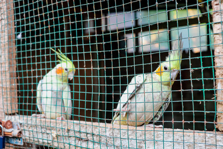 White and green parrots in the cage.の写真素材