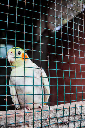 Cockatiel in a cage at a bird sanctuary in Thailandの写真素材