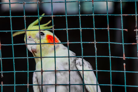 Portrait of a cockatiel in a cage at the zooの写真素材