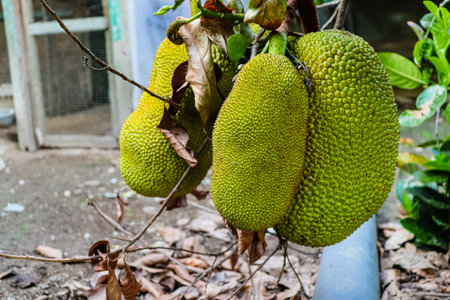 Jackfruit on the tree in the orchard,Thailand.の写真素材