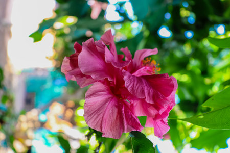 Pink hibiscus flower on green leaves background, selective focusの写真素材