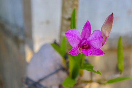 Beautiful purple orchid flower in the garden on blurred background.の写真素材
