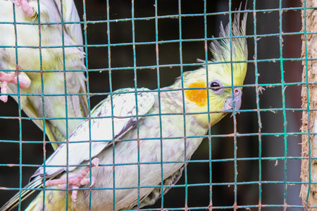 Cockatiel in cage, Thailand. (Nymphicus hollandicus)の写真素材