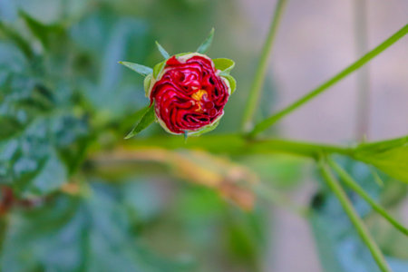 Red rose bud with green leaves in the garden. Shallow depth of field.の写真素材