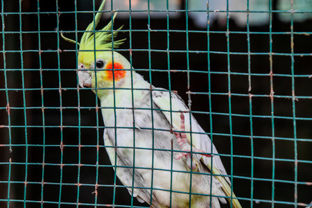 Cockatiel bird in the cage at the bird park.の写真素材
