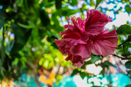 Pink hibiscus flower blooming in the gardenの写真素材