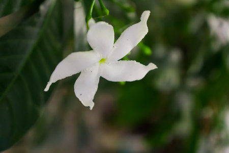 White jasmine flower on the tree in the garden, stock photoの写真素材