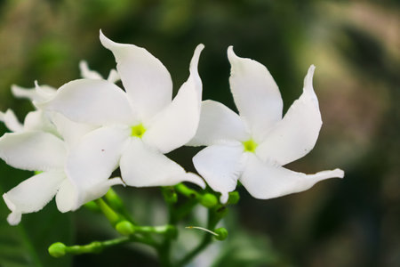 White jasmine flower in nature garden. (Jasminum indicum)の写真素材