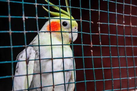 Cockatiel in a cage at the zoo, Thailand.の写真素材