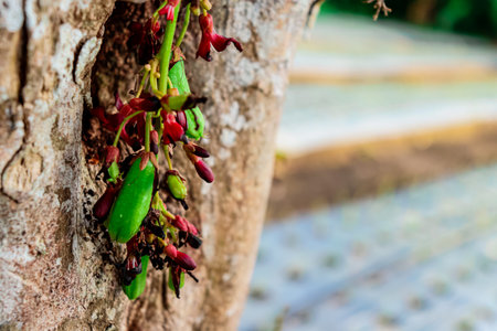 Close up of fruit of carambola on tree, Thailand.の写真素材