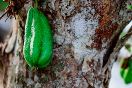 Chayote or carambola fruit on tree, Thailand.