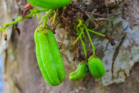 Green starfruits on the tree in the garden, Thailand.の写真素材