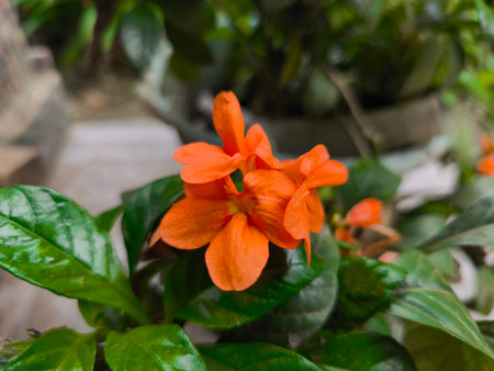 A close-up shot captures the vivid orange flowers thriving amidst glossy green foliage, creating a beautiful natural display.の写真素材