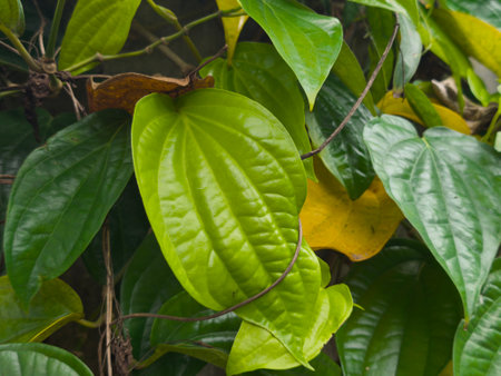 A close-up view highlights the fresh, vibrant green leaves of a tropical plant. Its intricate vein patterns and lush texture are clearly visible.の写真素材