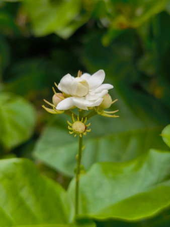 A delicate white jasmine flower, partially opened with several buds, thrives against a blurred...