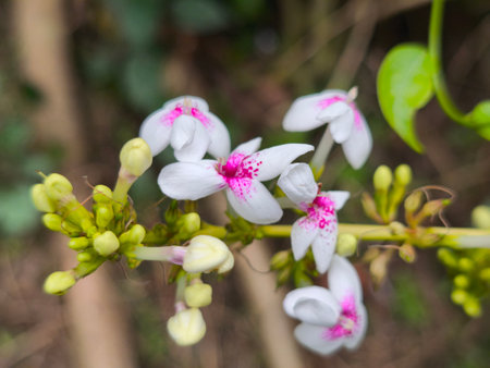A detailed close-up shows delicate white flowers with vibrant pink speckled petals alongside fresh...