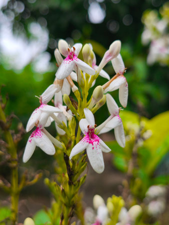 A macro shot highlights delicate white petals adorned with vibrant pink speckles, blooming...