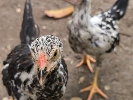 A young black and white mottled chicken looks curiously at the camera, with another blurred chicken visible in the background on the ground.の写真素材