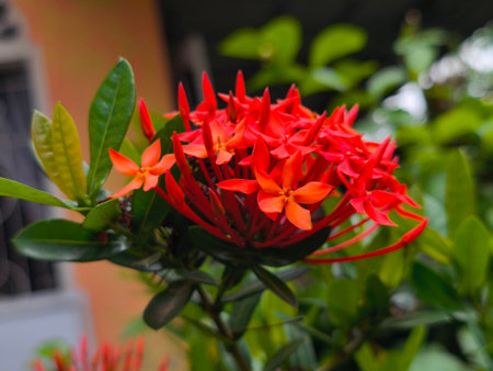 A close-up shot of vibrant red-orange tropical flowers, possibly Ixora, blooming against a soft, blurred background of green foliage. The delicate petals and bright colors create a beautiful natural scene.の写真素材