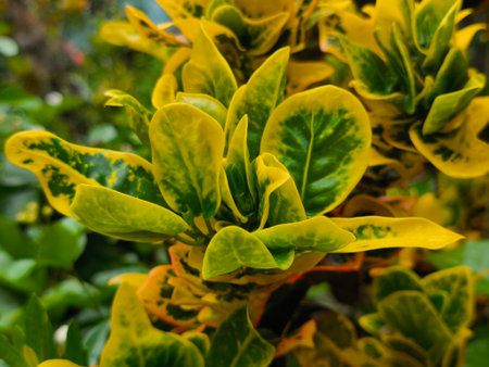 Close-up of bright yellow and green variegated leaves, showcasing the intricate patterns of a tropical plant. The vibrant foliage creates a lively natural backdrop.の写真素材