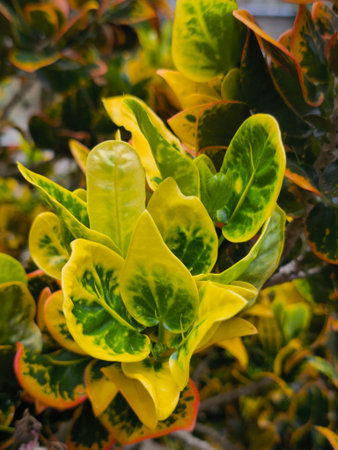 A detailed close-up shot captures the vibrant yellow and green variegated leaves of a tropical...