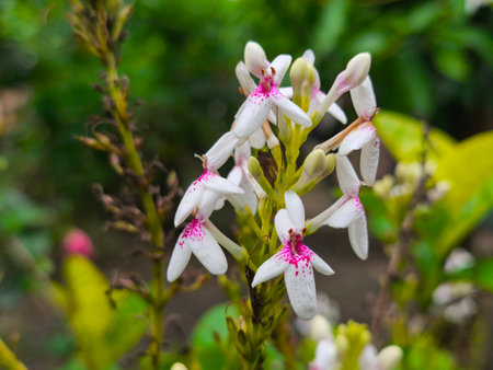 A vibrant cluster of white flowers featuring distinctive bright pink speckles, blooming beautifully against a soft, blurred green background, highlighting their delicate pattern.の写真素材