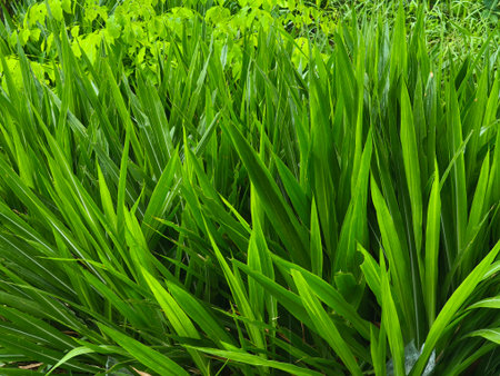 Close-up view of vibrant, lush green grass blades growing densely in a natural outdoor environment....