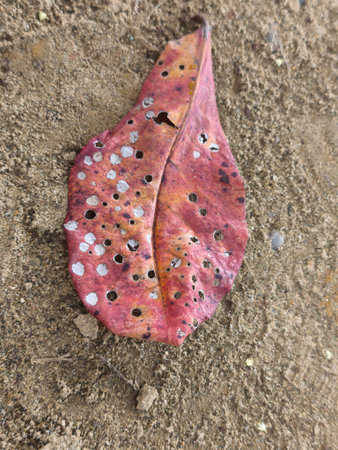 A close-up view reveals a single, decaying reddish-brown leaf with numerous holes, resting on textured, sandy soil. This natural detail showcases the process of decomposition.の写真素材