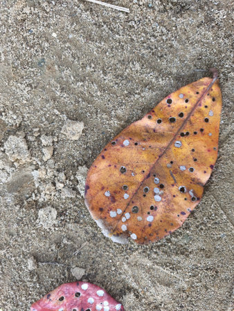 A detailed overhead view of a weathered dry leaf, displaying numerous holes and a blend of orange and brown tones, lying on a textured sandy ground.の写真素材