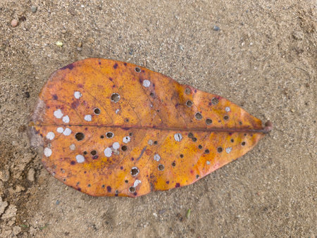 A weathered orange leaf with distinctive holes rests on a textured sandy surface, showcasing natural decay.の写真素材