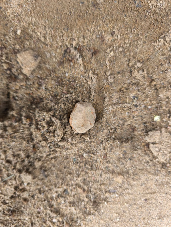 A detailed close-up shot of dry, sandy ground featuring a small, light-colored stone. The coarse texture of the earth creates a natural background.の写真素材
