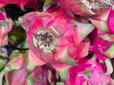 Capturing the intricate details of fresh, ripe dragon fruits, showcasing their vivid pink and green scales clustered together The unique texture and vibrant color make them appealingの写真素材