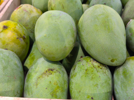 Close up of a vibrant pile of fresh, unripe green mangoes This tropical fruit is known for its tart flavor and healthy benefitsの写真素材