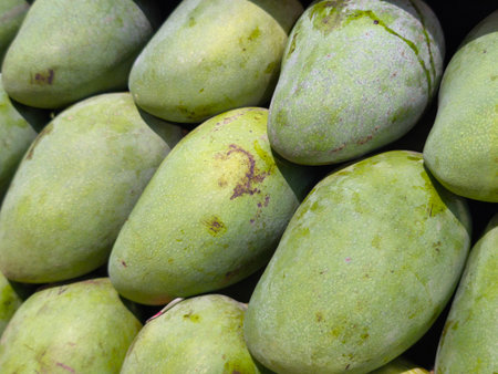 Fresh green mangoes are stacked in a close up view, displaying their natural skin texture and subtle imperfectionsの写真素材