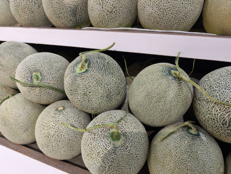 Freshly harvested cantaloupe melons featuring textured, light green skins are carefully arranged on display shelves in a retail settingの写真素材
