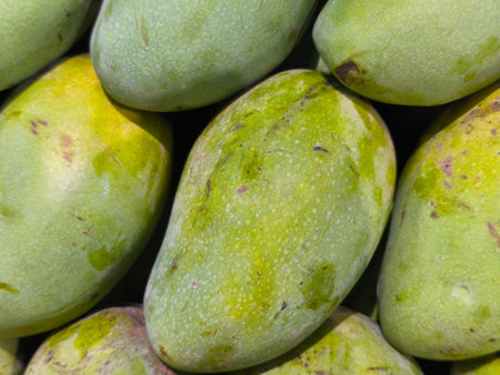 Fresh green mangoes are piled closely together, showcasing their textured skin and natural marks under bright lightの写真素材