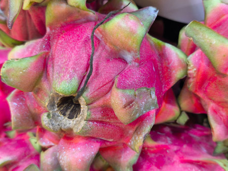 Vibrant pink dragon fruit showcases its distinctive skin and green scales up close, appearing fresh and ready for consumptionの写真素材