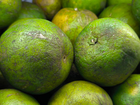 Showcases a pile of fresh, vibrant green oranges, highlighting their natural texture and earthy imperfectionsの写真素材