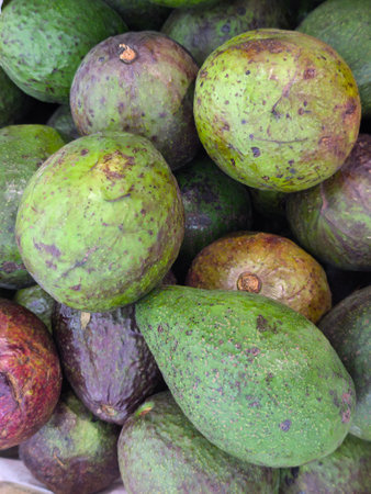 Close up view of numerous fresh avocados displaying various shades of green and deep purple These wholesome fruits are ready for marketの写真素材