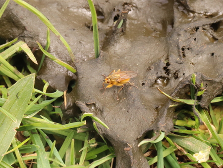 shit on the stoolの写真素材