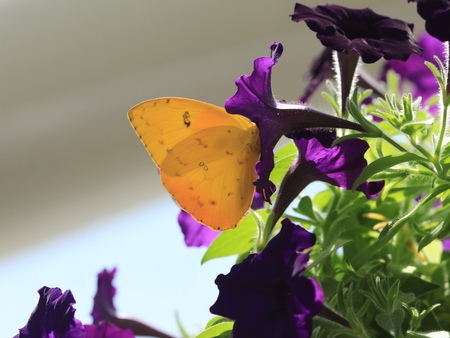 butterfly collectingの写真素材