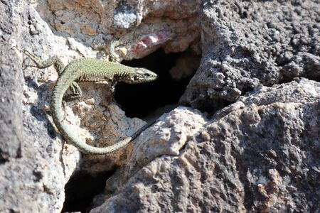 Lizard lurking in front of her caveの写真素材
