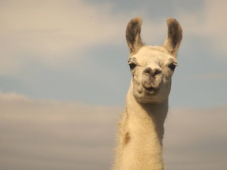 excited lama face close upの写真素材