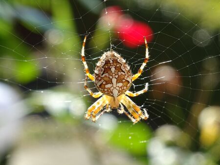 cross spider in netの写真素材
