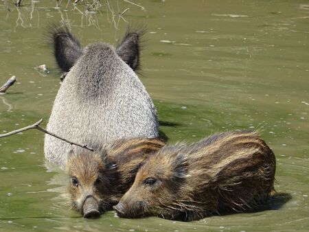 wildboar babies playing  background.の写真素材
