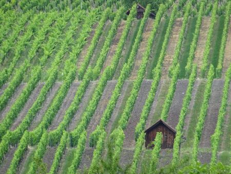 vineyard hill background.の写真素材