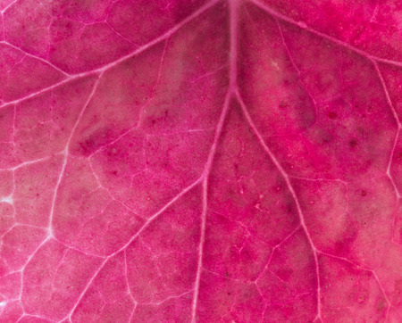 Close-up of a magenta leaf
