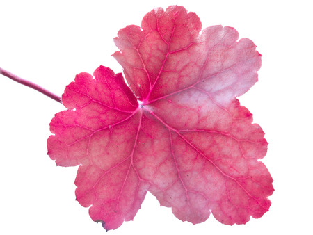 A magenta leaf isolated on a white background
